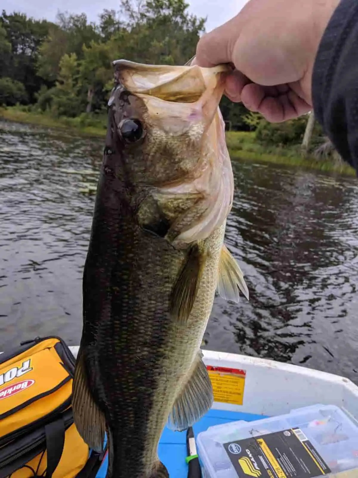 Bass Fishing Lures: From Wooden to Plastic